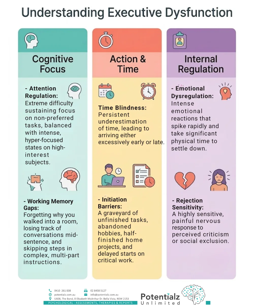 Three-column infographic — the executive-function domains of adult ADHD: cognitive focus (attention regulation and working memory gaps), action and time (time blindness and initiation barriers), and internal regulation (emotional dysregulation and rejection sensitivity).