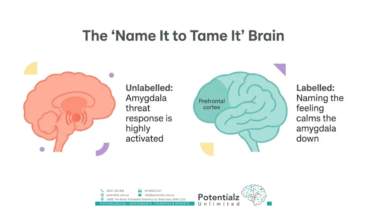 The 'name it to tame it' brain — naming a feeling calms the amygdala's threat response