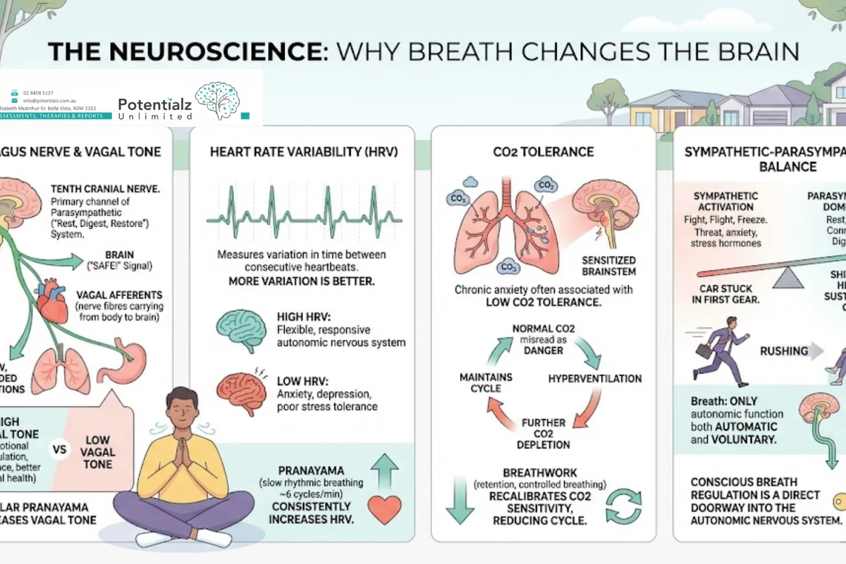 Infographic: how breath changes the brain — vagus nerve activation via slow exhalation, higher HRV = flexible autonomic nervous system, CO2 tolerance recalibrates anxiety cycles, sympathetic → parasympathetic shift; the breath is the one autonomic function under voluntary control