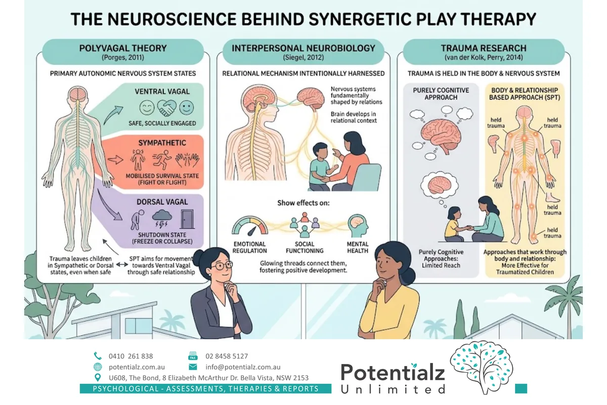 The neuroscience behind Synergetic Play Therapy — polyvagal theory by Porges showing ventral vagal, sympathetic and dorsal vagal states; interpersonal neurobiology by Siegel showing how nervous systems are shaped by relationships; and trauma research by van der Kolk showing that trauma is held in the body